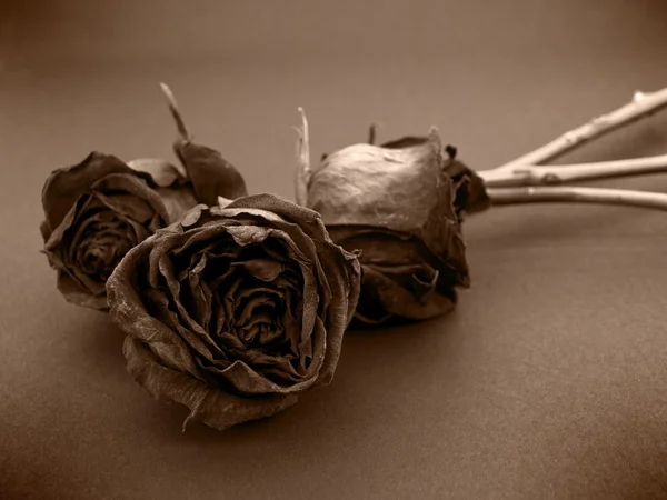Alte getrocknete Rosen im Vintage-Stil gegen eine — Stockfoto