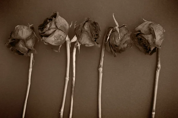 Винтажный ряд из 5 старых сухих красных роз — стоковое фото