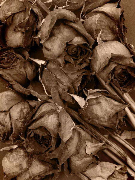 Alte getrocknete Rosen im alten Stil — Stockfoto