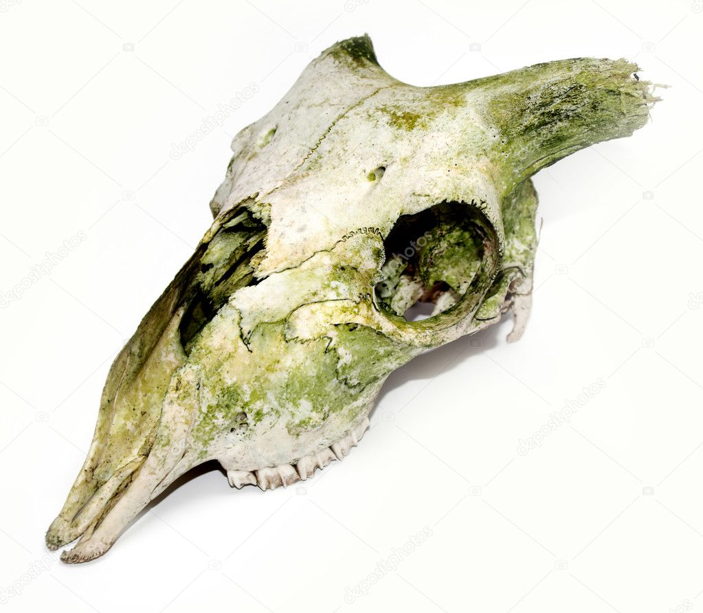 Old animal skull with broken horns again