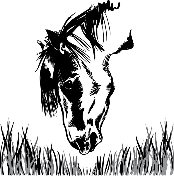 Horse feeding on grass illustration — Stock Vector