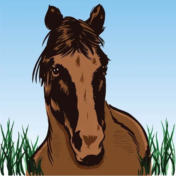 Wild Horse Portrait Illustration — Stockvektor