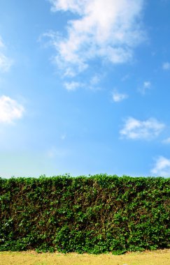 Clean cut hedge and a bright blue sky clipart