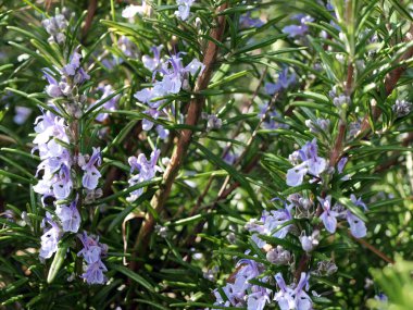 Close up of a wild lavender plant clipart