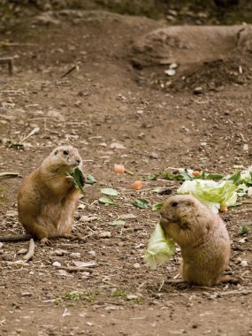 Prairie dogs feeding on salad clipart