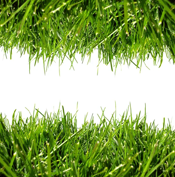 Fronteira de grama verde — Fotografia de Stock