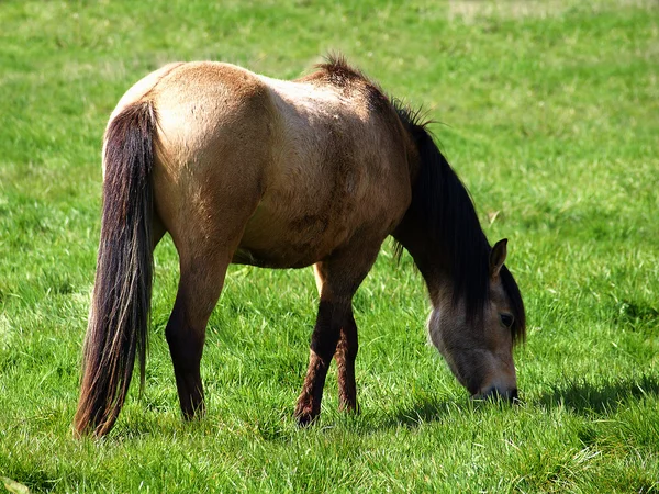Hermoso caballo alimentación —  Fotos de Stock