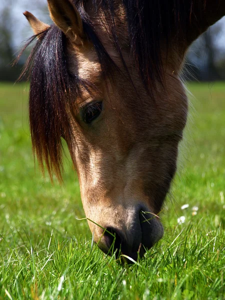 Beautiful Horse feeding — Stock Photo, Image