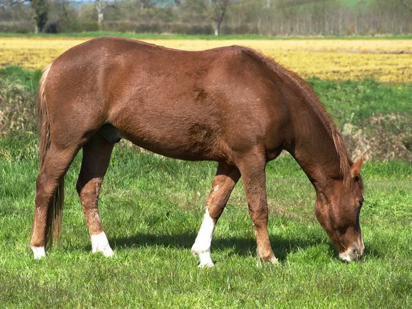 Hermoso caballo alimentación — Foto de Stock