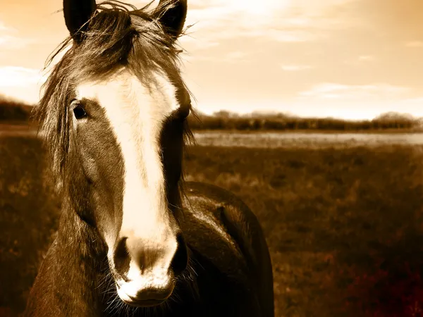 Cabeza de caballo hermosa sepia imagen — Foto de Stock