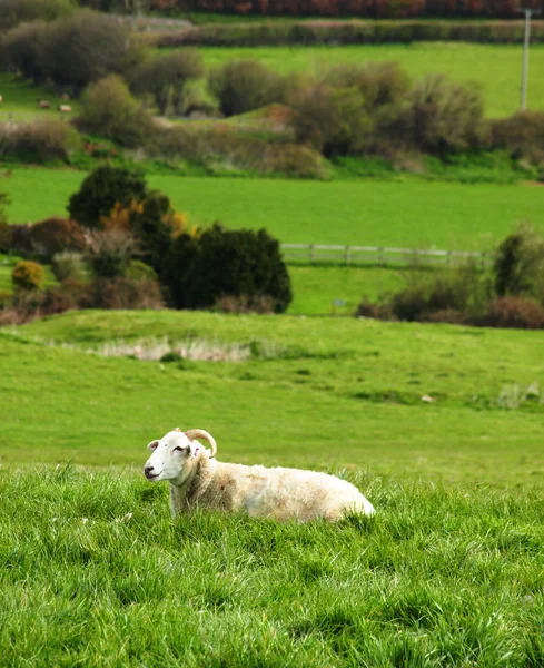 Peaceful sheep sitting in an open field — Stock Photo, Image