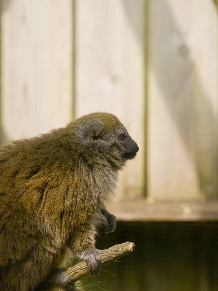 Lemur seduto su un ramo cercando calma — Foto Stock