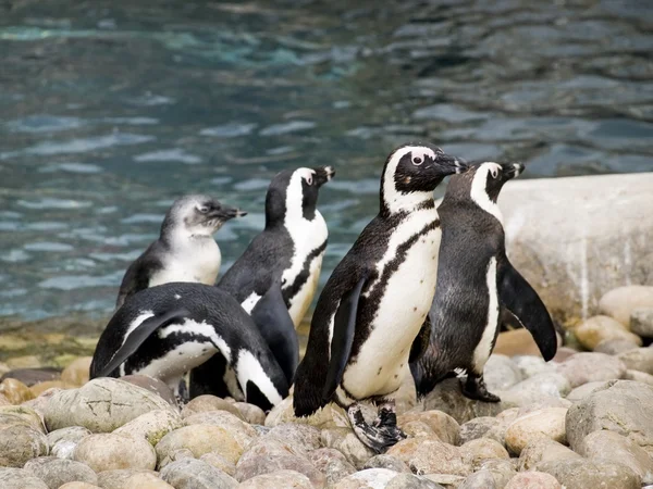 Skupina hrající tučňáky — Stock fotografie