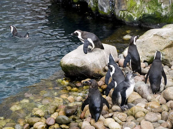 Gruppen av pingviner spelar — Stockfoto