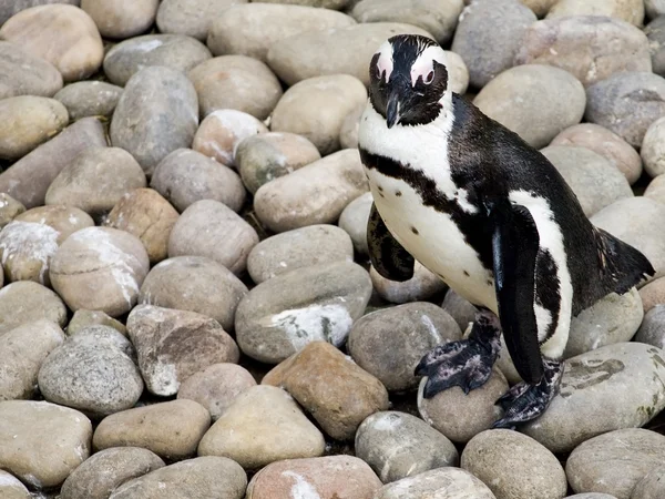Lindo pingüino bebé — Foto de Stock