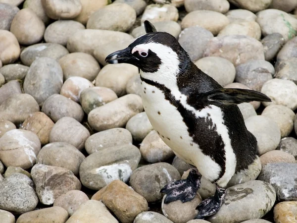 Mignon petit pingouin bébé — Photo