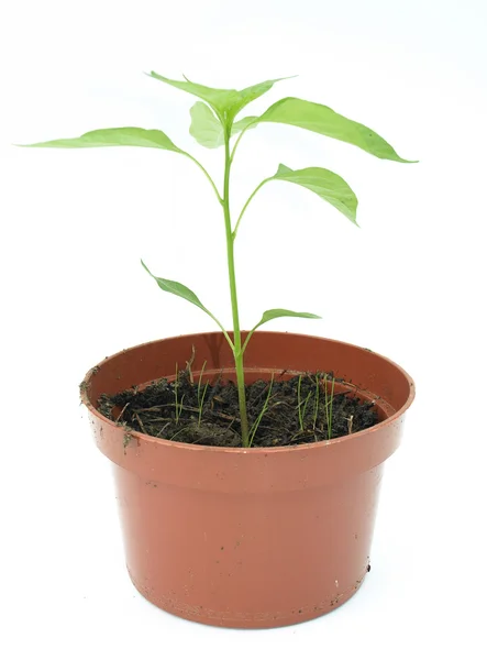 Potplant tegen een witte achtergrond — Stockfoto
