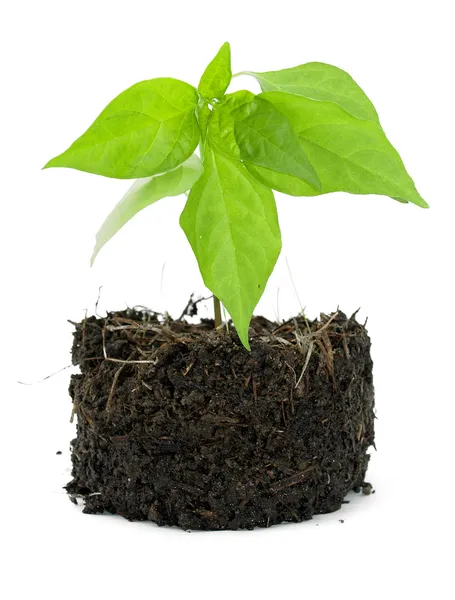 Plante en pot avec son compost — Photo