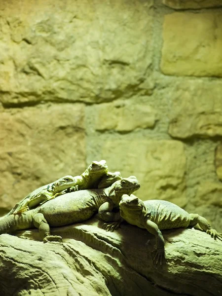 Группа ящериц — стоковое фото