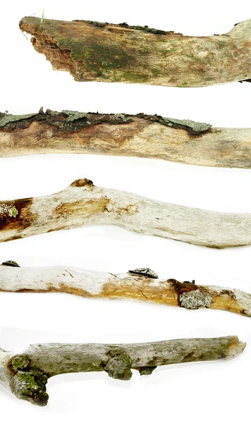 Collection of tree branch details agains — Stock Photo, Image