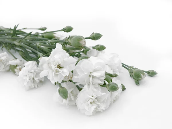 Hastes verdes com botões de flores brancas novamente — Fotografia de Stock