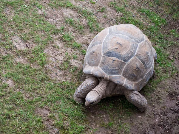 Ginat tortoise against a rough grass bac — Stock Photo, Image