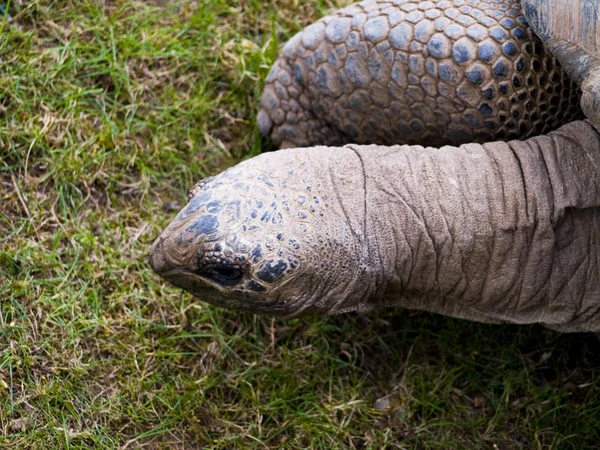 Ginat tortoise head close up detail — Stock Photo, Image