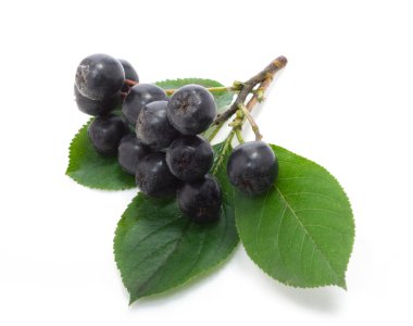 Chokeberry clipart