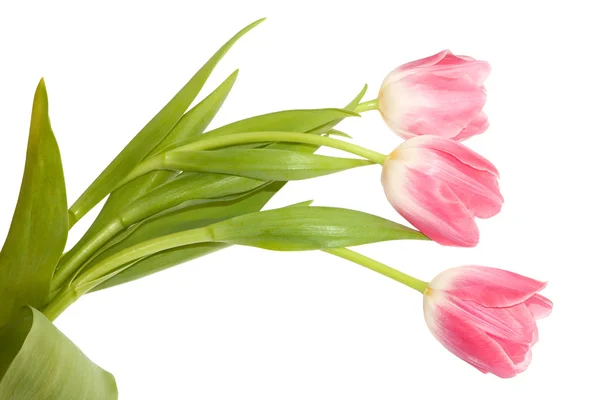 stock image Three pink tulips