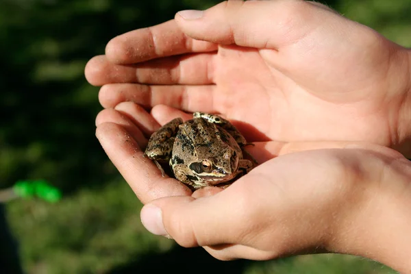 手里的青蛙 — 图库照片