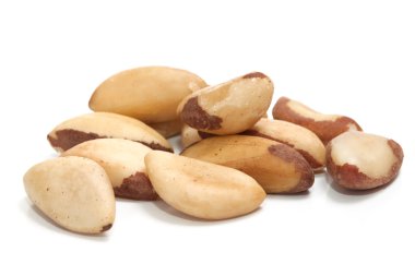 Brazil nut (Bertholletia excelsa) clipart