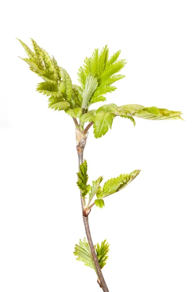 Fröet till ett unga träd — Stockfoto