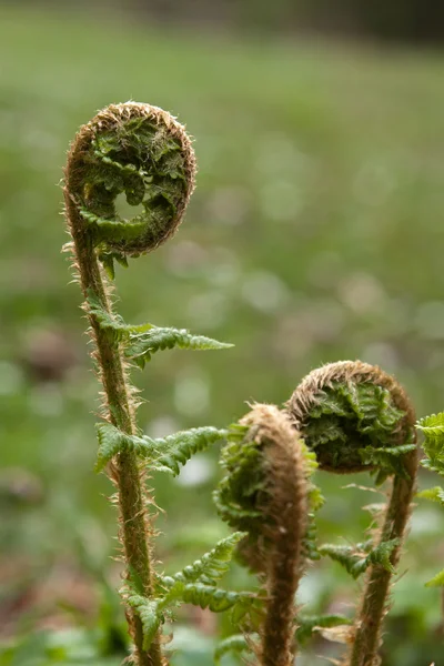 Unfolding fern — Stock Photo, Image
