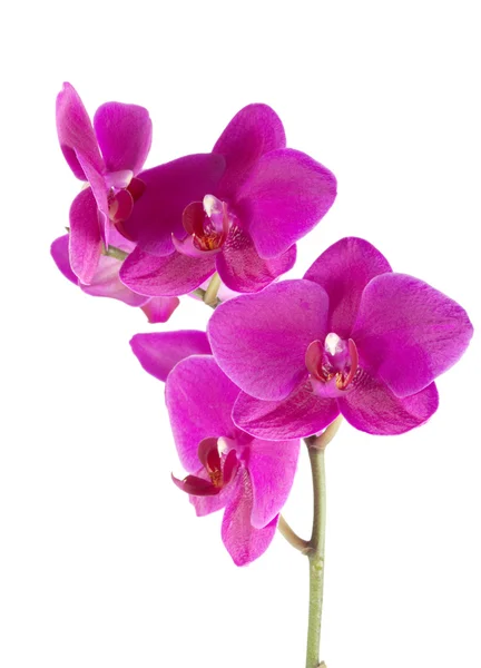 stock image Orchid phalaenopsis