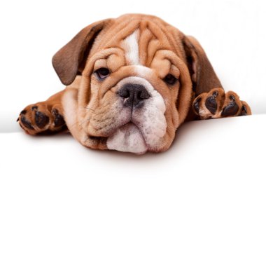 Puppi of bulldog clipart