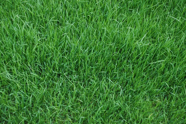 stock image Lawn, background