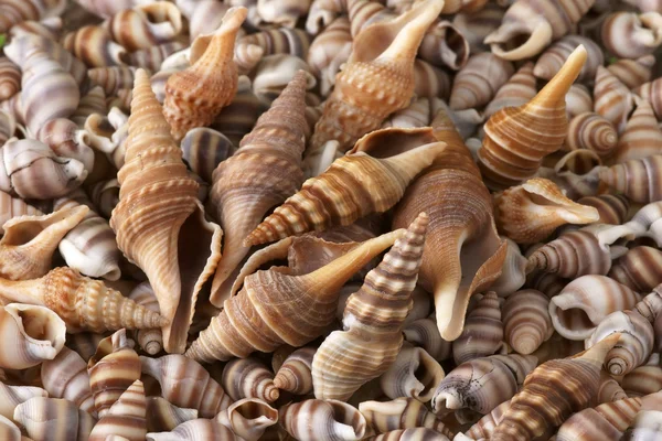 Seashells frame. — Stock Photo, Image