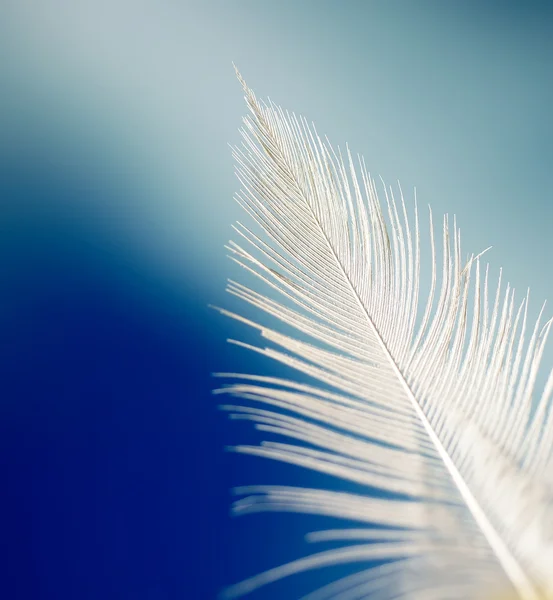 stock image White feather