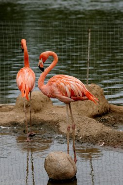 pembe flamingo.