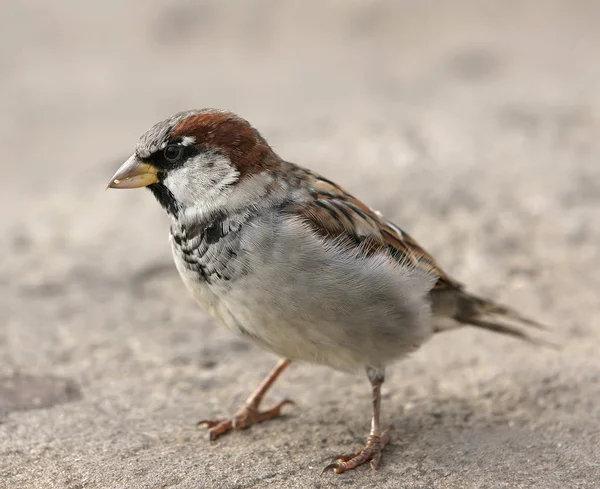 stock image Young sparrow