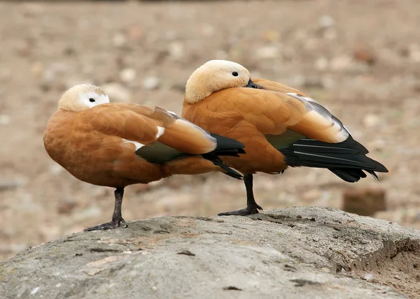 Deux canards sauvages — Photo