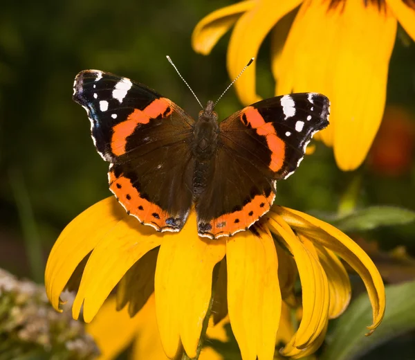 꽃 위의 나비 — 스톡 사진