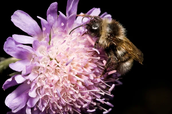 花上的大黄蜂 — 图库照片