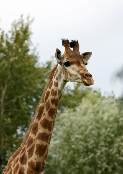 Close up of giraffe face — Stock Photo, Image