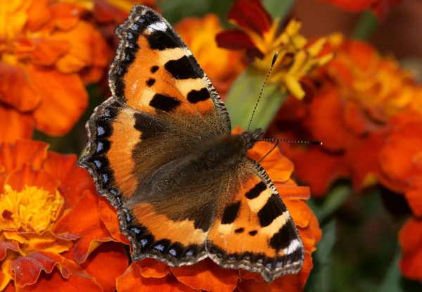 Метелик сидить на чорнобривці — стокове фото