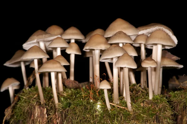 Jedovaté houby — Stock fotografie