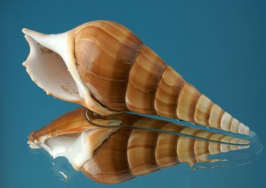 Cockleshell yansıma ile