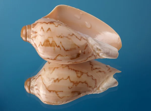 Cockleshell with reflexion — Stock Photo, Image