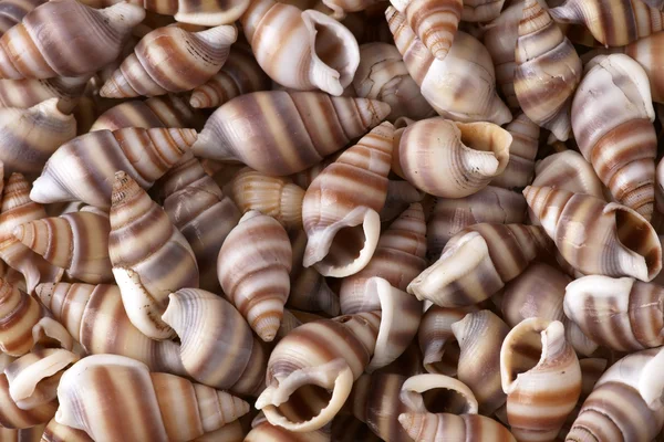 Moldura Seashells. Bom para fundo . — Fotografia de Stock