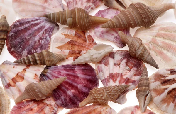 Moldura Seashells. Bom para fundo . — Fotografia de Stock